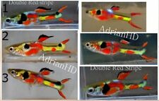 Endlers Livebearer ( Double Red Stripe )  3 young Pairs . Pure  N Class Original