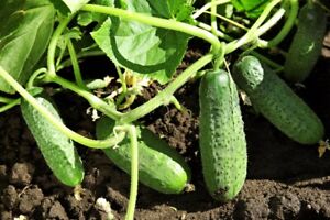 Cucumber  Seeds - Marketmore - USA Grown -Non GMO