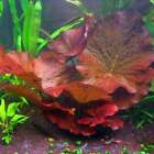 BUY 2 GET 1 FREE Tiger Lotus Nymphaea Zenkeri Red Easy Live Aquarium Plants ✅