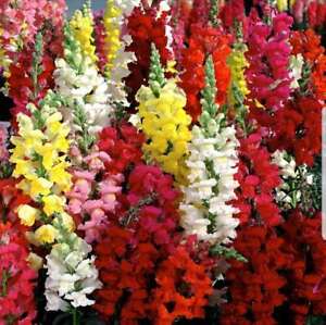Snapdragon Tall Mix Seeds 2500+ Tall Flower USA BRIGHT MIXED COLORS FREE S&H