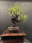 Japanese Shohin  Black Pine