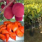 10pcs RED Jack Fruit Seeds Ceylon Rare Honey Jack Fruit Viable Seeds For Grow