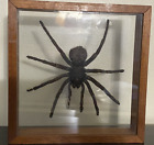 Real Tarantula (Grammostola pulchra) Taxidermy - Mounted, In Glass Frame