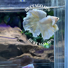 Betta Fish Live HALFMOON DUMBO EAR SOFT YELLOW WHITE GOLD MALE | W013