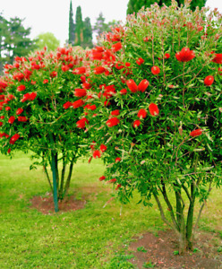100+ Crimson Bottle Brush Red Flowering Tree Seeds (Callistemon citrinus)