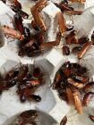 Red Runner Roaches Reptile Food Live Feeders Free Shipping