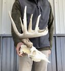 Whitetail Deer Antlers 10 pt Wild Kansas Euro Mount Real Skull Cabin Mancave