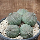 D2910 EUPHORBIA OBESA ARROW MULTIHEADS OLD pot12-H5-W11 cm MaMa Cactus