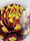 Gold Rush Nice  Plant  New Sempervivum -  Hen And Chick Ship In 5 Days