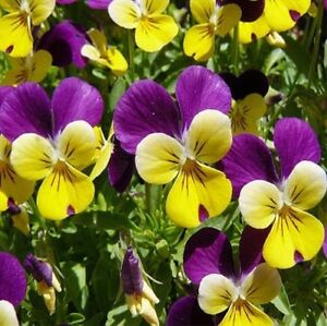 JOHNNY JUMP UP - VIOLA - FLOWER SEEDS FREE SHIPPING 150 FRESH SEEDS