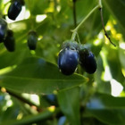 10+ Cinnamon Tree live Seeds Ceylon Organic Cinnamomum Verum High Germination