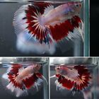 Pink Grizzle Star Butterfly Over Halfmoon Fan Tail -Live Male Betta Fish Grade A