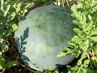24 Florida Giant Watermelon Seeds - Heirloom - Non GMO - ORGANIC - RARE -- FRESH