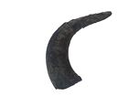 One #2 Grade Real North American FEMALE Buffalo Horn (576-F2-AS) 9UK1