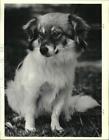 1989 Press Photo Dogs - One year old female mixed Sheltie available for adoption