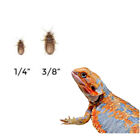 Small Dubia Roaches 1/4”-3/8” 50 Counts - 1000 Counts FREE SHIPPING + 10% EXTRA.