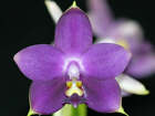 Phalaenopsis Violacea Coerulea 'Indigo', The Violet Phalaenopsis, Rare Blue Flow