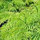 Climbing Wattle 10 Seeds Senegalia Pennata Cha-Om Acacia Pennata From Thailand