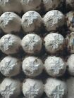 1000 Live Small Dubia Roaches Free Shipping