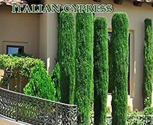 300 Italian cypress Seeds (Cupressus sempervirens),Tuscan,or Graveyard Cypress,