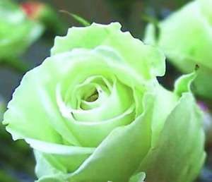 20 CLASSIC STYLE ROSE SEEDS home garden flower plant bush diy Rosas hybrid tea