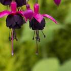 Fuchsia Plant Live | Hummingbird Plant | Mother's Day Gift