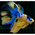 betta fish live Halfmoon Yellow kuntai/ yellow base size M++ Form Indonesia