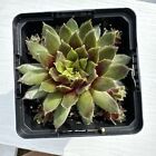 Sempervivum “Sun Queen” Cold Hardy Succulent Live Plant Hens & Chicks