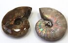 Polished pair of whole Ammonite from Madagascar with lots of Opalization colour.