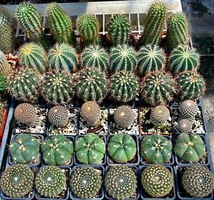 Melocactus broadway and other 5 varieties,  lot of 36 cactus plants