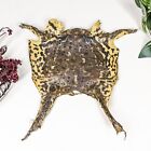 CTS2 Real frog skin piece Crafts display pelt Taxidermy Oddities Curiosities