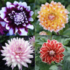 20 EXOTIC RARE DAHLIA SEEDS blossom bloom garden flower bed plant diy 15-#9-12