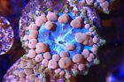 -Neptune bounce mushroom live coral frag
