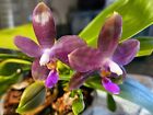 Orchid FLASK: Phalaenopsis Novel Cross Blue Tan Barred More Flowers per Stem