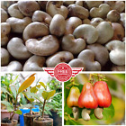 Ceylon New 100% Organic CASHEW NUT SEEDS 5pcs Anacardium Occidentale Fruit Plant