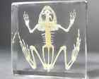 Toad Skeleton in Resin, Real Frog Skeleton, Oddities, Bufo Aargarizans