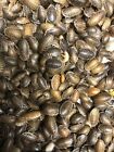 Dubia Roaches - Small, Medium, Large & Feeder Males - Live Arrival Guaranteed