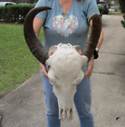 Asian Water Buffalo Skull with 16-17 inch horns from India taxidermy #48655