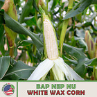 25 Bap Nep Nu White Waxy Corn Seeds, White Glutinous Corn, Heirloom, Genuine USA