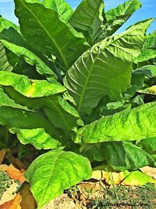Tobacco Seeds - Havanna Gold - Herb Seeds - USA Grown - Non Gmo