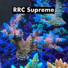 New ListingTue Thirstysreef Acropora Coral RRC Supreme 1/2 Inch