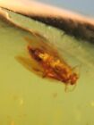 Trichoptera caddisfly Burmite Myanmar Burmese Amber insect fossil dinosaur age