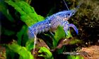 Electric Blue Live Crayfish Crawfish Lobster MALE (Shocking electric blue!)