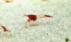 13 juveniles freshwater red rili shrimps