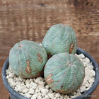 D2902 EUPHORBIA OBESA ARROW OLD pot12-H6-W10 cm MaMa Cactus
