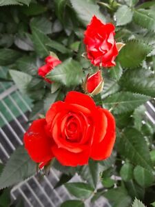 Red-Orange Mini Rose- Live Rooted Plant