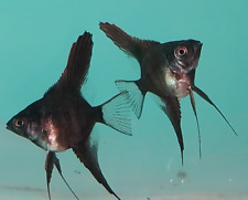 6 Live Freshwater Aquarium Angelfish - Tropical Fish