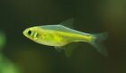 Group of 8 Juvenile Green Neon Kabutii Freshwater Live Tropical Aquarium Fish A+