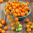 Sungold Tomato Seeds / Sun Gold Tomato Seeds (F1) | Non-GMO | Free Shipping 1030