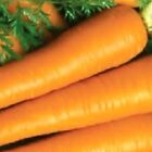 Imperator Carrot Seeds | NON-GMO | Heirloom | Fresh Garden Seeds